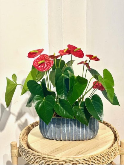 ANTHURIUM 2Lİ
