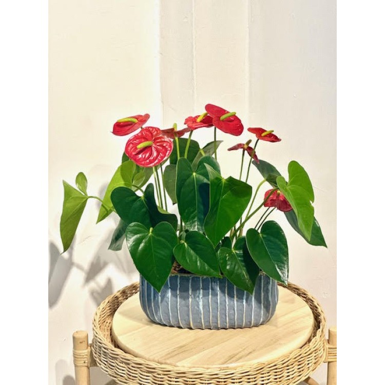 ANTHURIUM 2Lİ