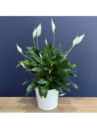 Peace Lily
