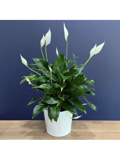 Peace Lily