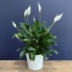 Peace Lily