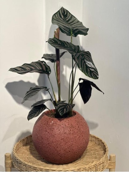BETON SAKSILI CALETHEA 45 CM