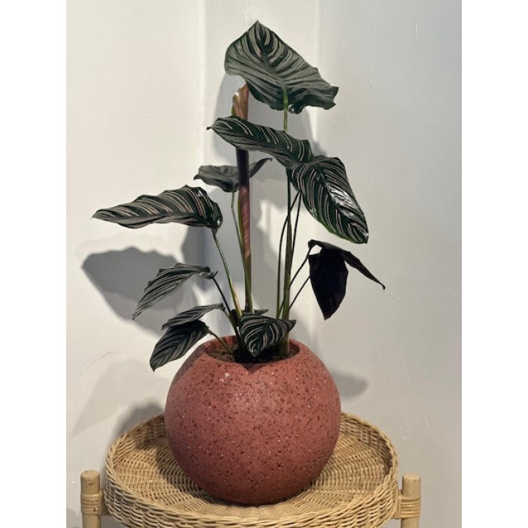 BETON SAKSILI CALETHEA 45 CM