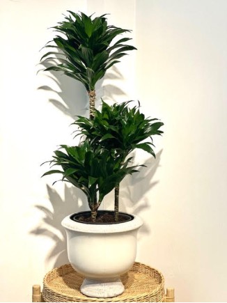 DRACENA COMPACTA 3 GÖVDE