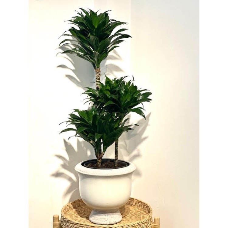 DRACENA COMPACTA 3 GÖVDE