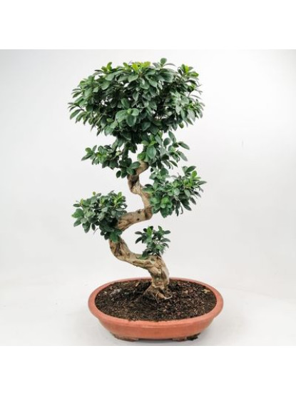 Bonsai Ficus Shape 70-80 CM