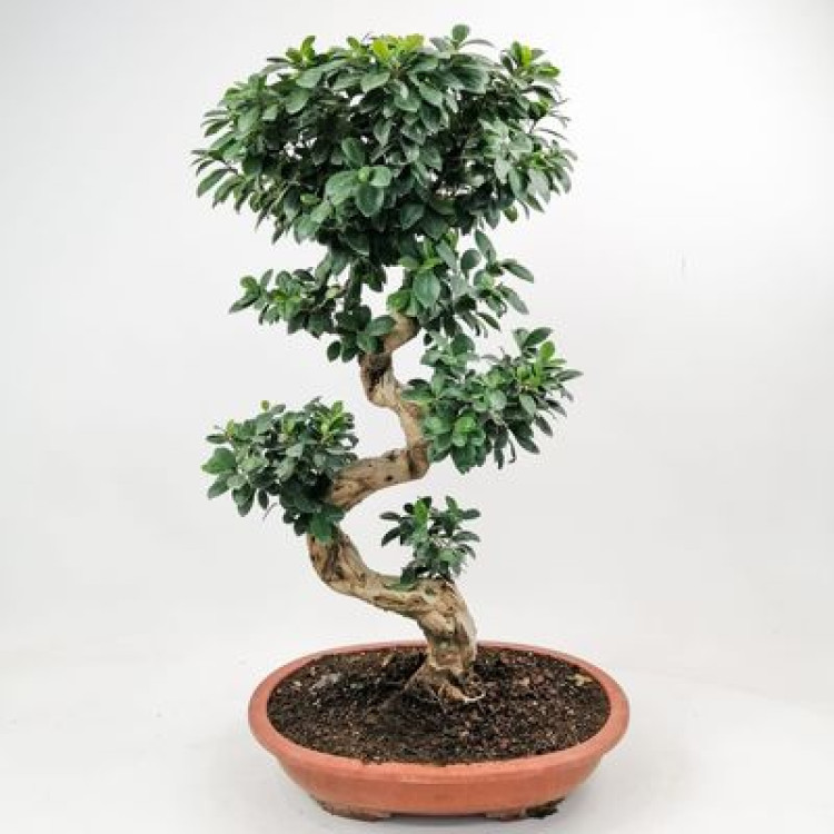 Bonsai Ficus Shape 70-80 CM