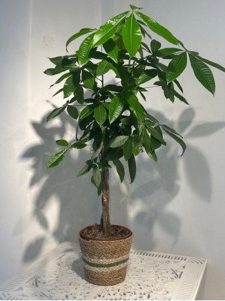 Pachira 100 cm