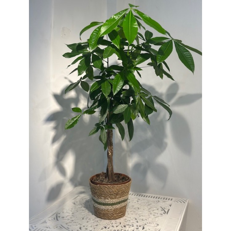 Pachira 100 cm
