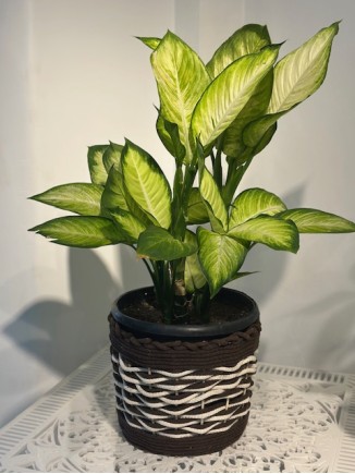 Diffenbachia 60-70 cm