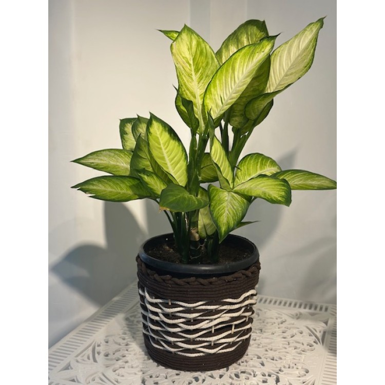 Diffenbachia 60-70 cm
