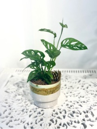Monstera Obliqua 30 cm