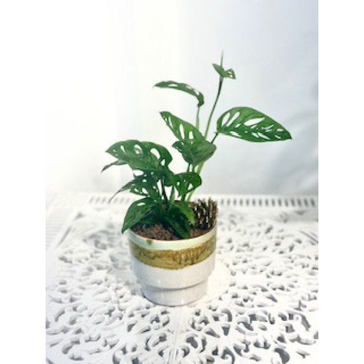 Monstera Obliqua 30 cm