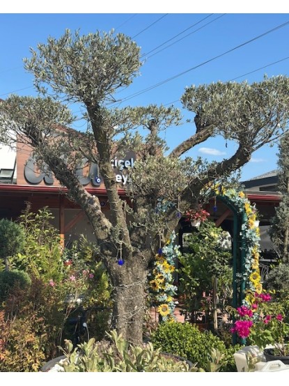 Zeytin Ağacı