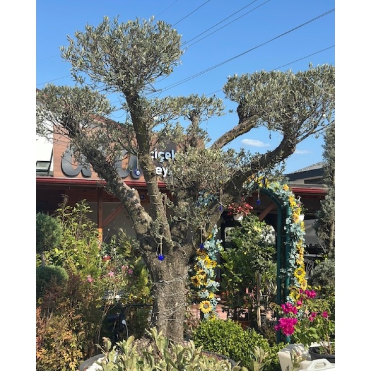 Zeytin Ağacı
