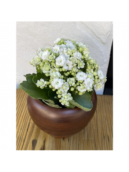 Kalanchoe