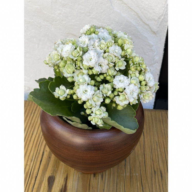 Kalanchoe