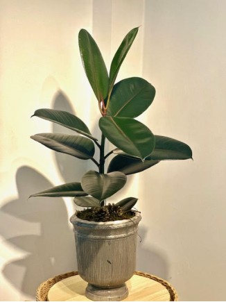 Rubber Plants
