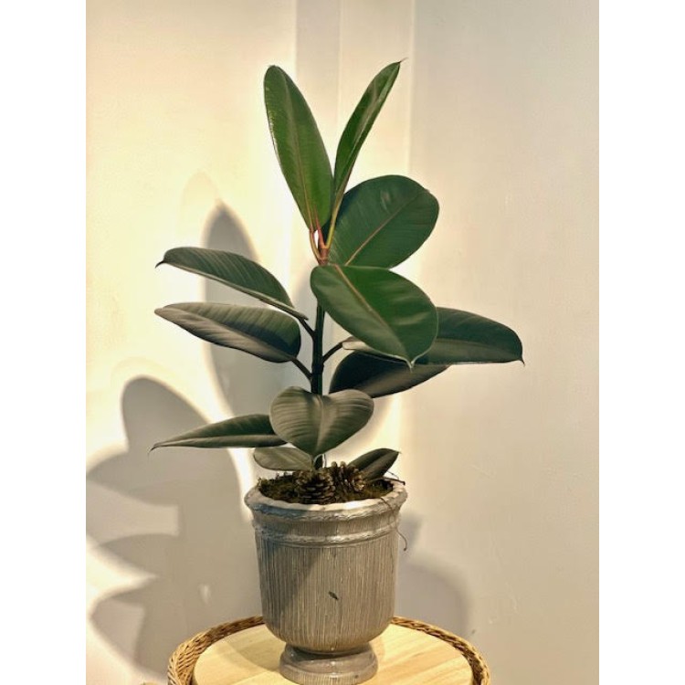 Rubber Plants