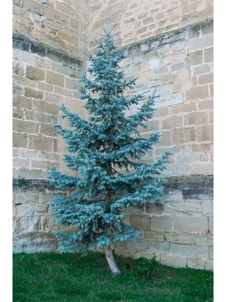 Mavi Ladin 250 cm