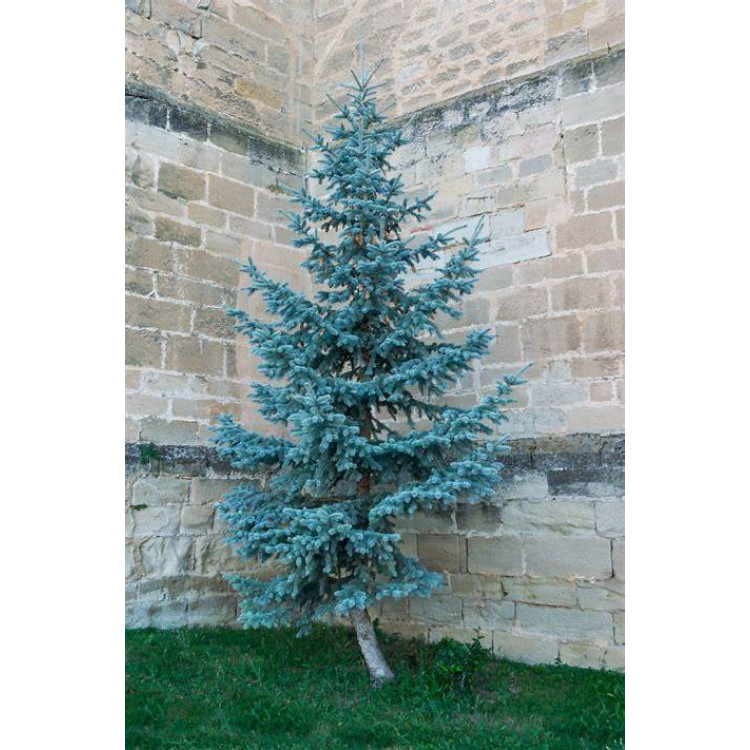 Mavi Ladin 250 cm