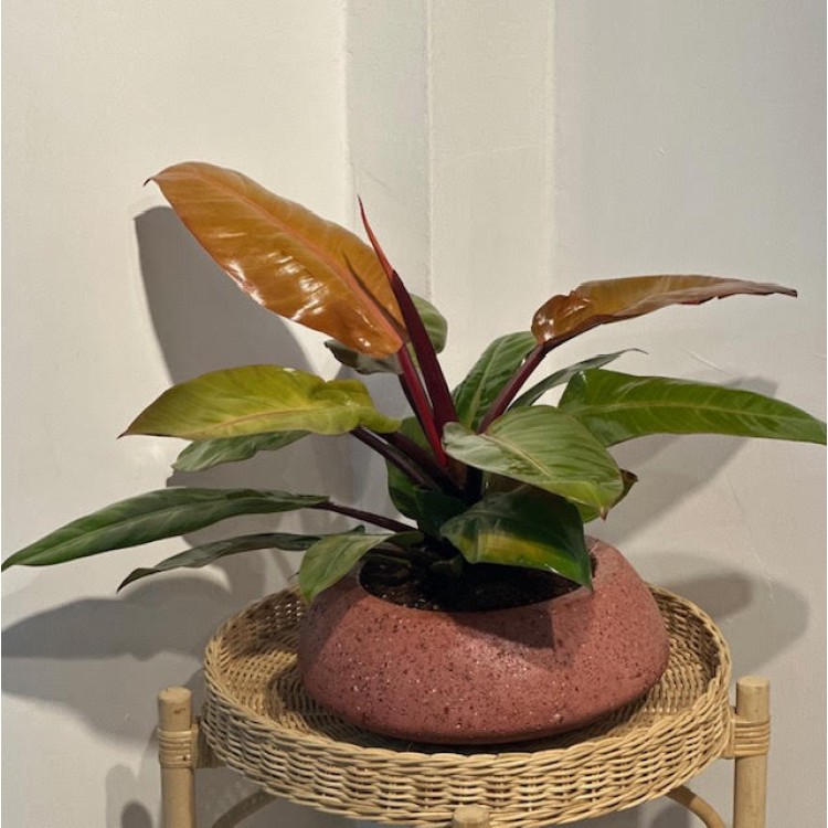 PHILADENDRON PRINCE OF ORANGE