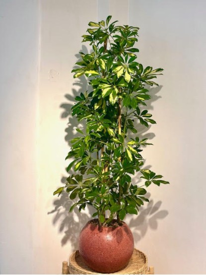 SCHEFFLERA 120 CM BETON SAKSILI