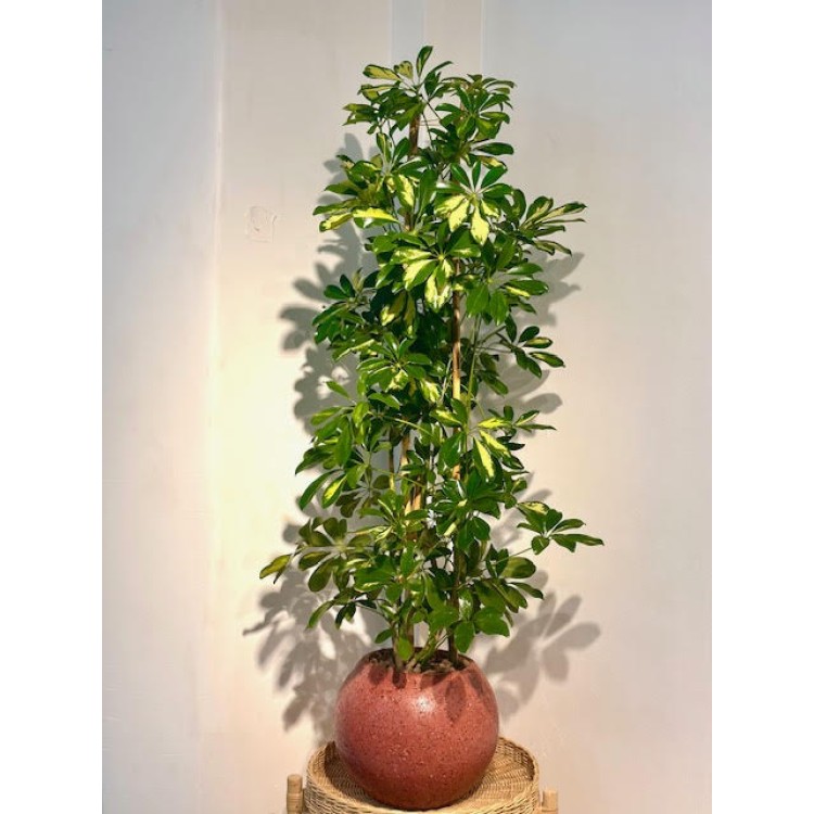 SCHEFFLERA 120 CM BETON SAKSILI