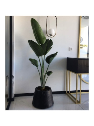 Strelitzia Nicolai Starliçe 3 Gövdeli