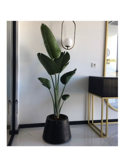 Strelitzia Nicolai Starliçe 3 Gövdeli