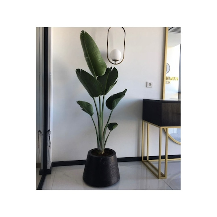 Strelitzia Nicolai Starliçe 3 Gövdeli