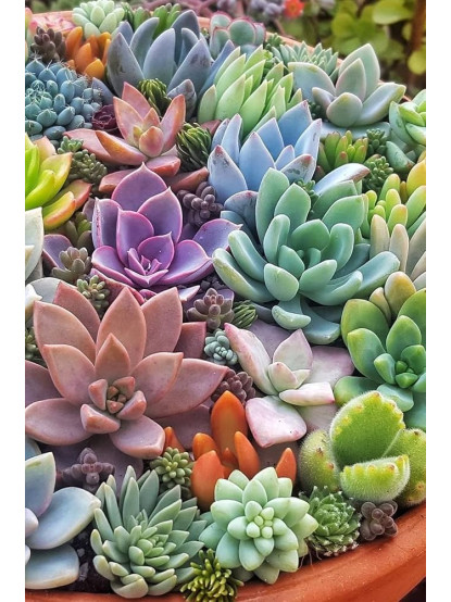 Succulents