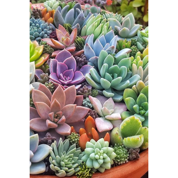 Succulents