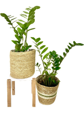 ZAMIA ÇİÇEĞİ 70-80 CM