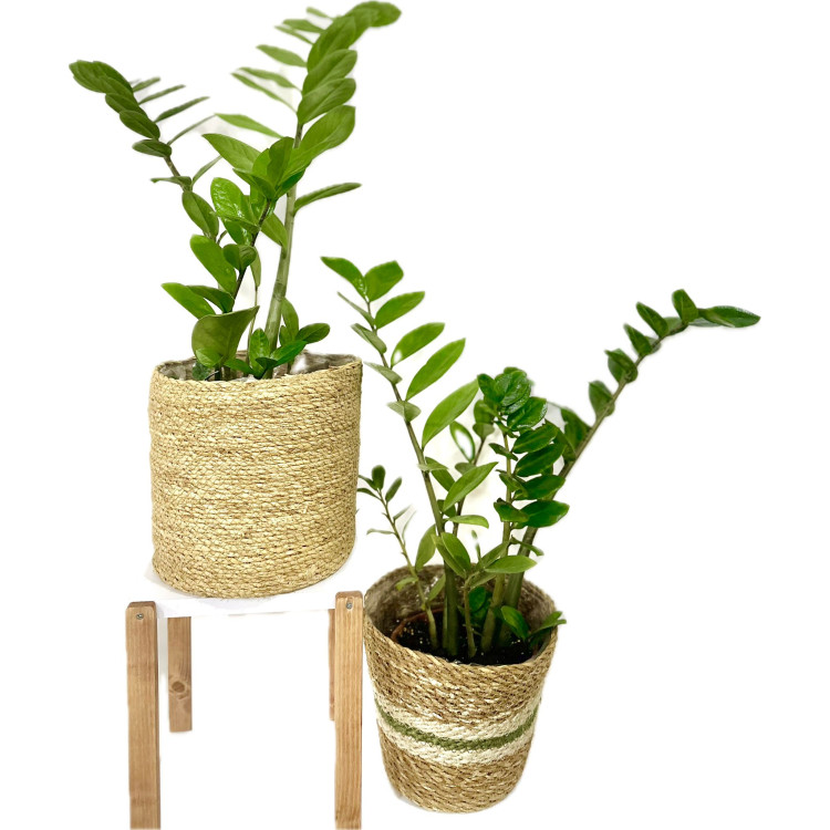 ZAMIA ÇİÇEĞİ 70-80 CM