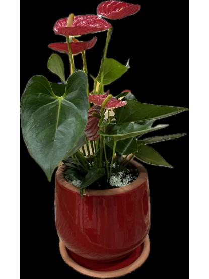 ANTHURIUM