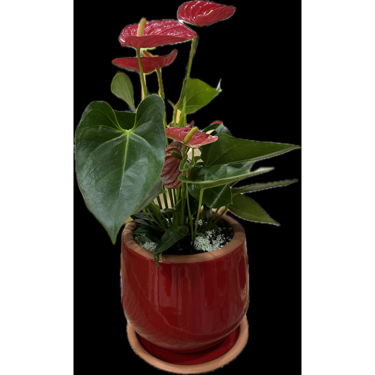 ANTHURIUM