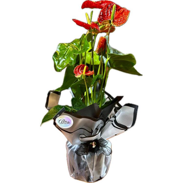 ANTHURIUM