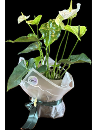 ANTHURIUM
