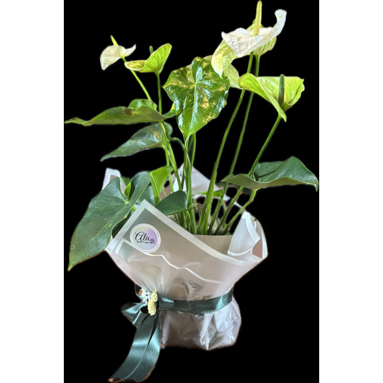 ANTHURIUM
