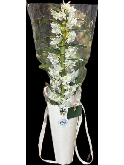 DENDROBIUM (BAMBU ORKİDE)