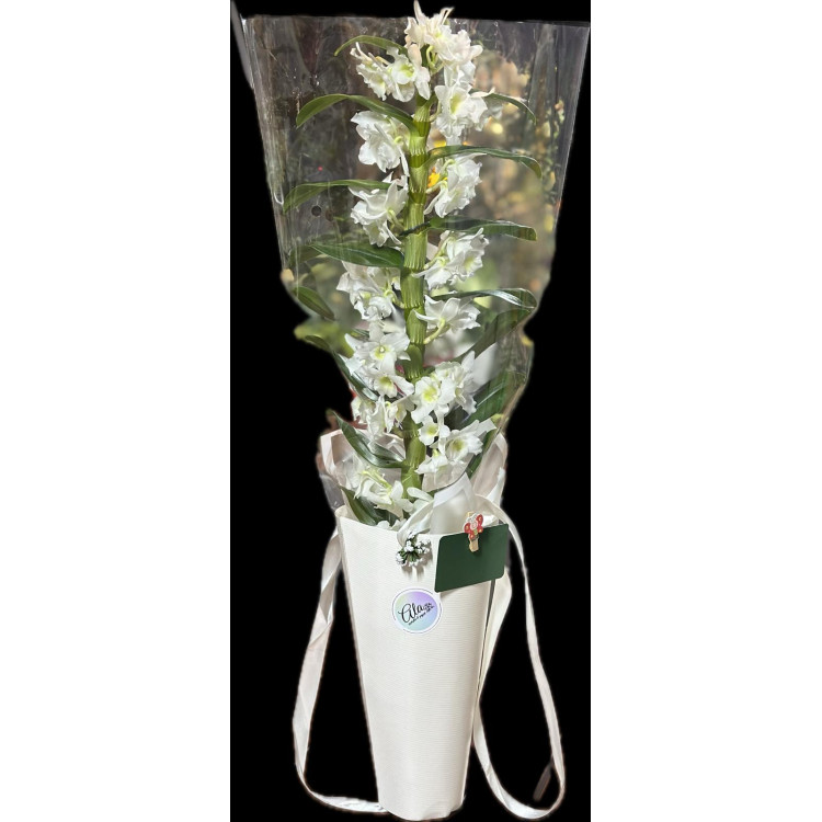 DENDROBIUM (BAMBU ORKİDE)