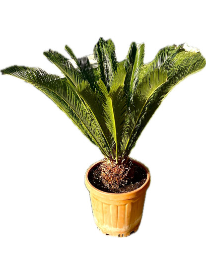 Cycas 60-70 cm