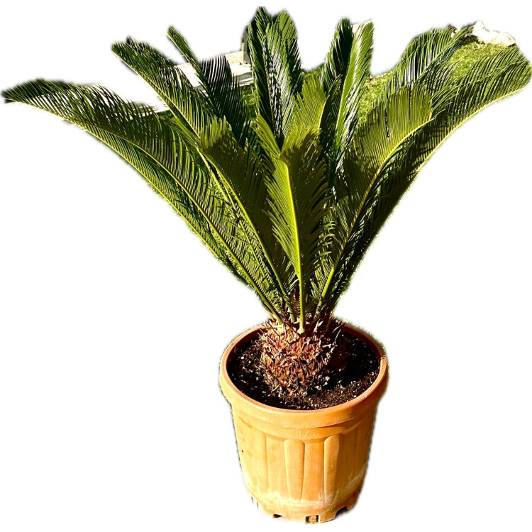 Cycas 60-70 cm