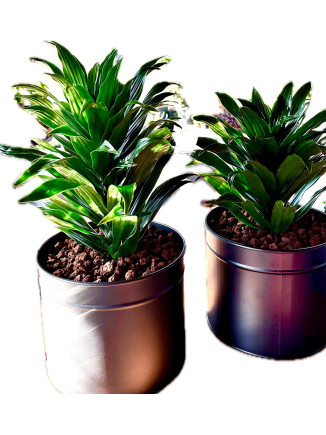 DRACENA COMPACTA TEK GÖVDE