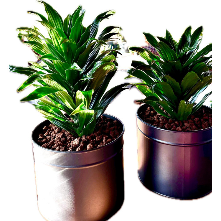 DRACENA COMPACTA TEK GÖVDE