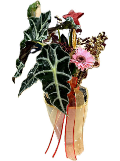 ALACOSIA AMAZONIC