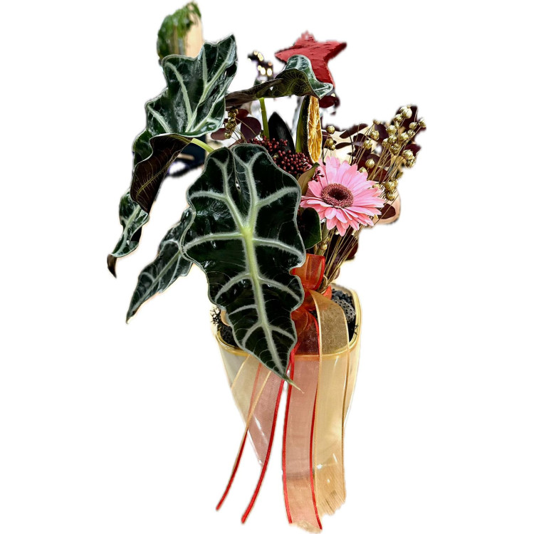 ALACOSIA AMAZONIC