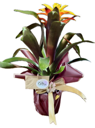 GUZMANIA