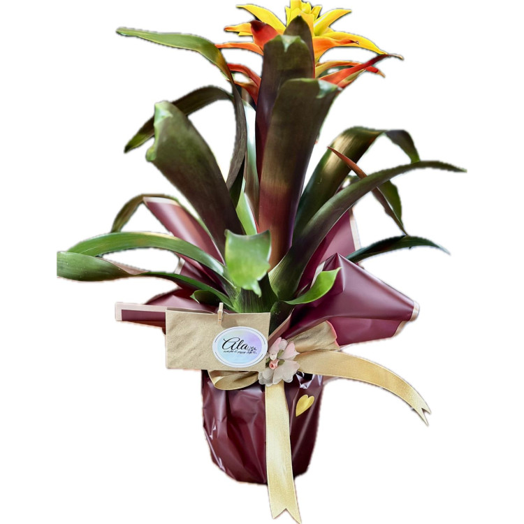 GUZMANIA